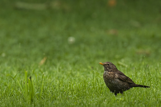 Amsel-Weibchen im Gras