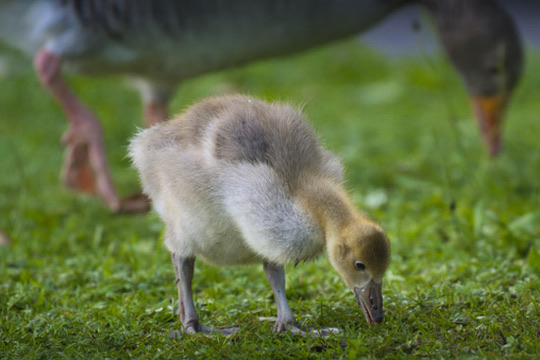 Graugans-Küken beim Grasen neben dem Elterntier