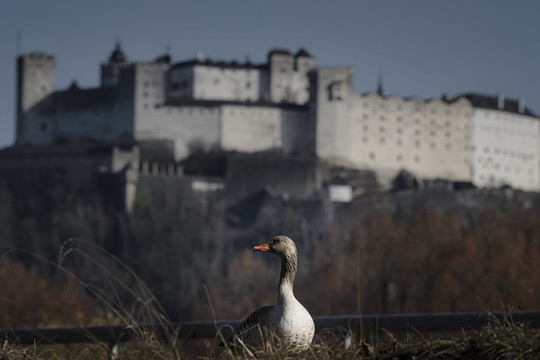 Graugans vor der Festung Hohensalzburg