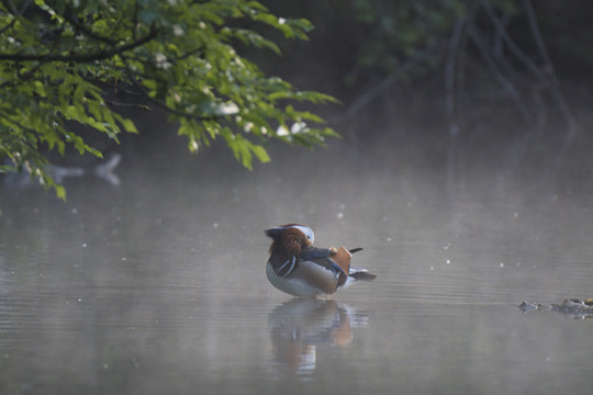 Mandarinente im Morgennebel auf einem Teich