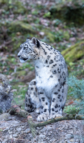 Schneeleopard sitzend zwischen Felsen und Moos