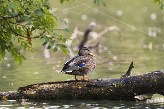 Stockenten-Weibchen auf einem Baumstamm im Wasser